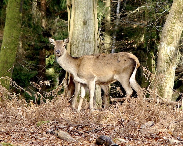 red deer